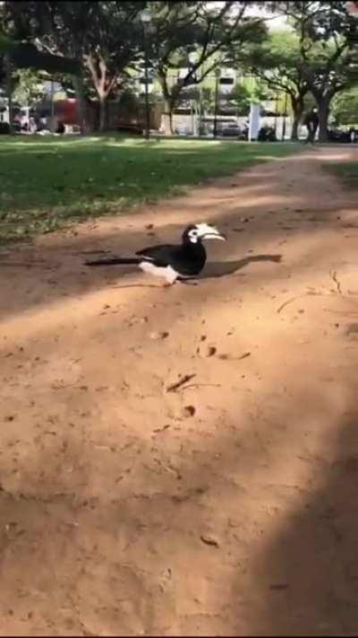 HornBill Sand Bath, West coast park.