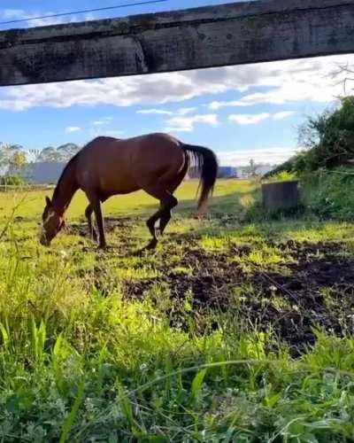 The beautiful moment a horse is released to an open field of grass for the first time in 2 years. 🥹❤️