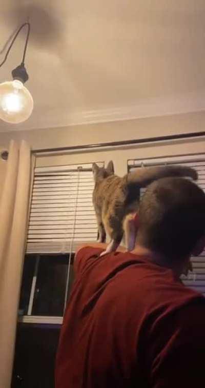 Helped my cat grab a mosquito