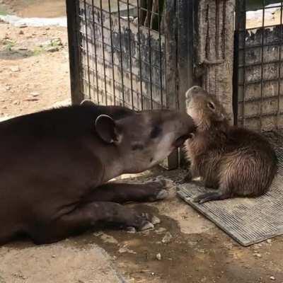 Let me use my nose on ya.