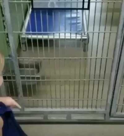 Little girl fell in love with a dog at the shelter and her mom adopted it for her.