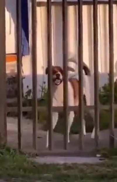 Happy feet doggo ready for welcome..