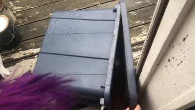 Raccoon spent the night in cat food bin