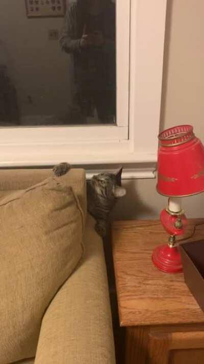 Catculating how big a gap he can fit through