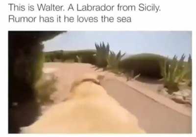 Launching The Doge in 3....2....1....whoosh!