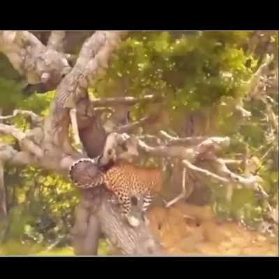 Surrounded by wild boars, a leopard jumps down, grabs one, and climbs back up.