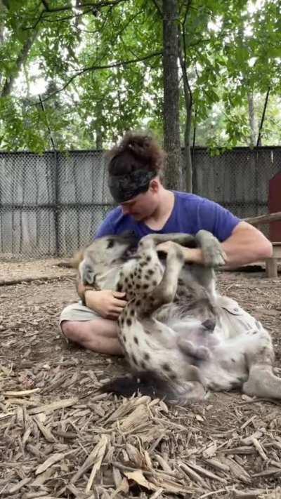 How to Handle your Hyenas.