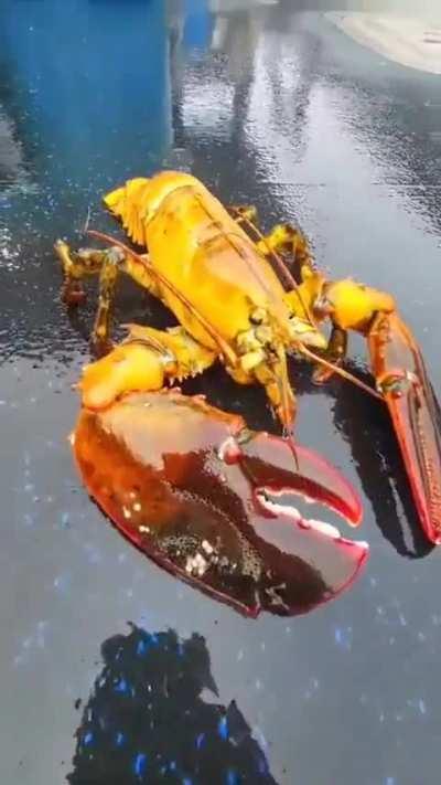 Lobster Prime