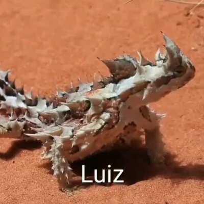 luiz