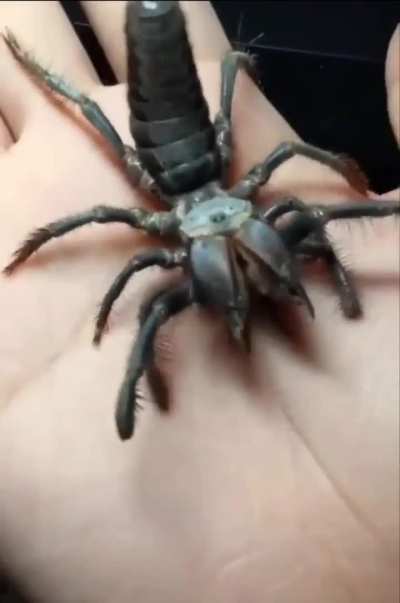 This is a solpuga, also known as a 