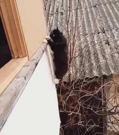 Normal Russian Cat