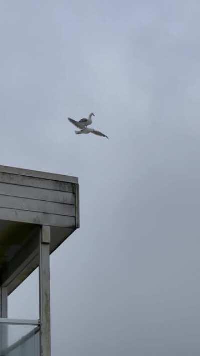 🔥 Seagull rides seagull 🔥