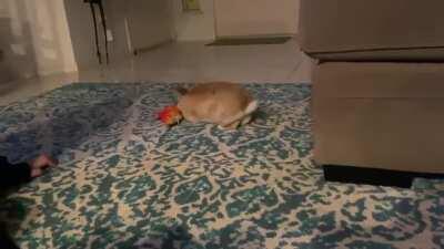 Our bun bun decided the cat toy was hers and now this seems to be her favorite thing.