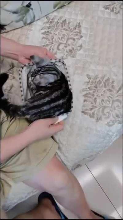 That tail tuck in! 😍