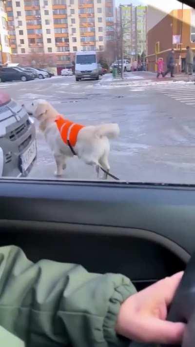 To cross street safely 🦮🚶