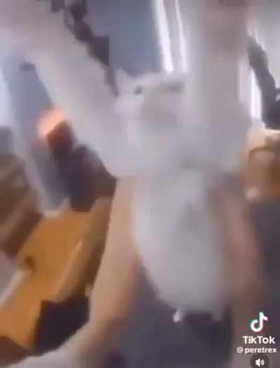 Dancing man and dancing cat