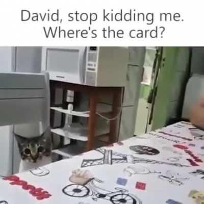Cat is so confused