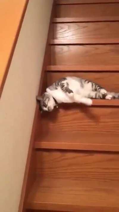 How does a lazy cat go down the stairs