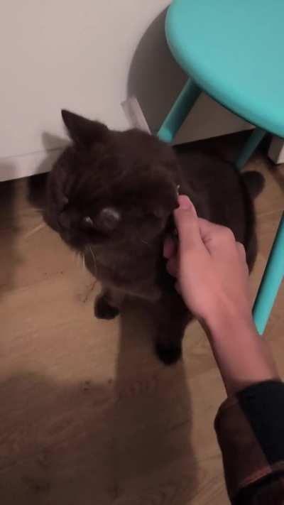 cAt GeTs BrUtAlLy BeHeAdEd By CaRtEl FoR nOt PaYiNg DeBt On TiMe