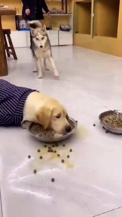 Different kind of dog