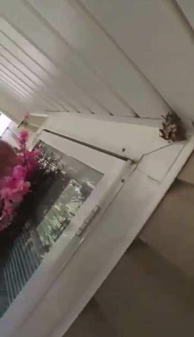 How to properly get rid of a wasp nest !