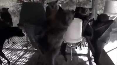 Hanging bats filmed upside-down look like a Goth nightclub.