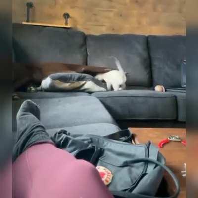 Cuddle time, not play time