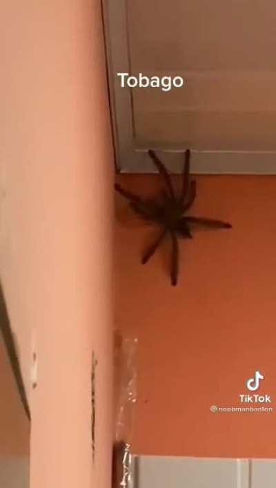 Que lindo es vivir en Australia