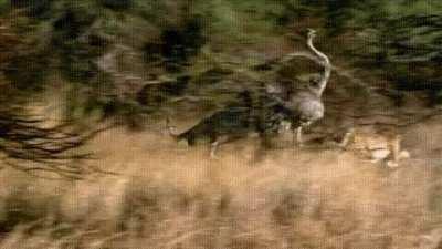 Cheetahs chase and capture an ostrich running at full tilt