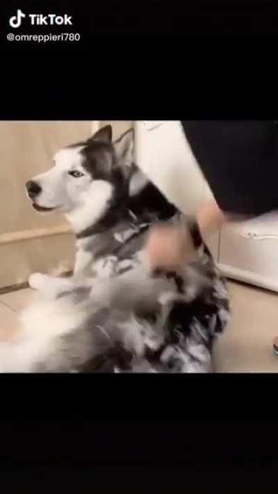 OwNeR RiPs DoG tO fUcKiNg ShReDs