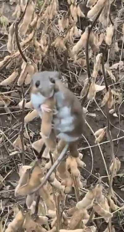 Dogs chase mouse into field, but it outsmarts them