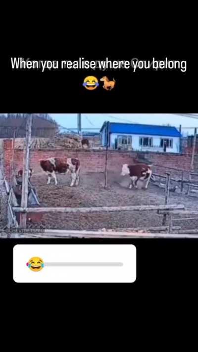 The cow jumped over the.....wall