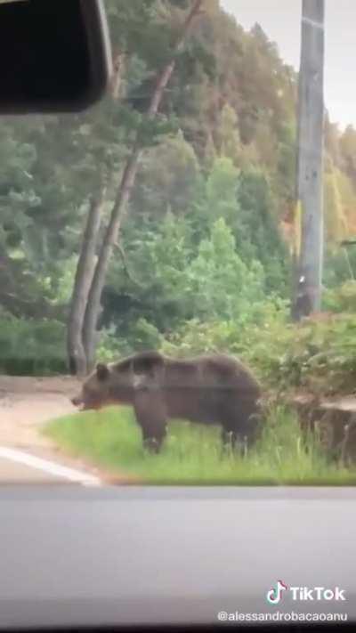 Stopping in the middle of traffic, trying to play with a wild bear.