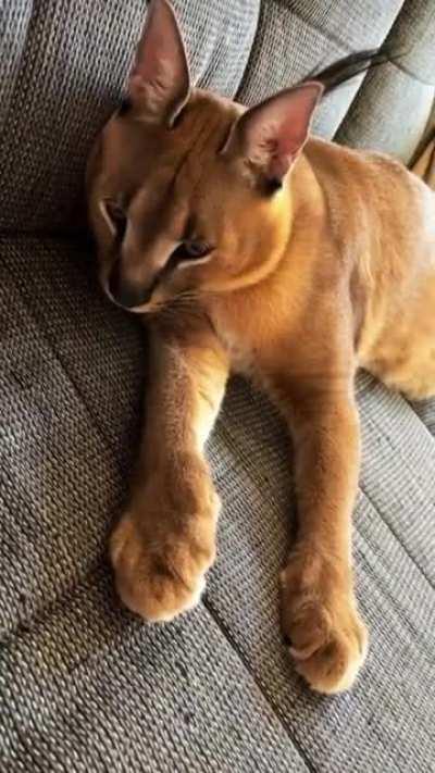 floppa at his peak cuteness