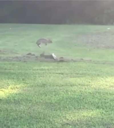 Попрыгушки