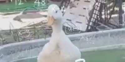 The servant duck was like 