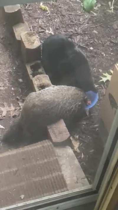 There’s something weird about the neighbor, dad.