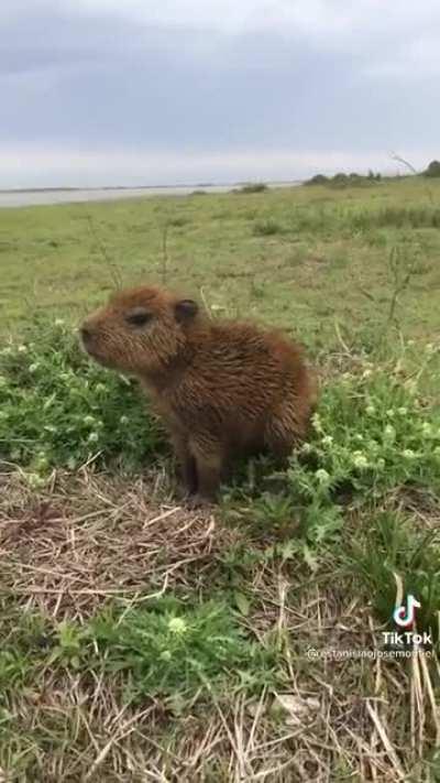 Volume on for baby noises