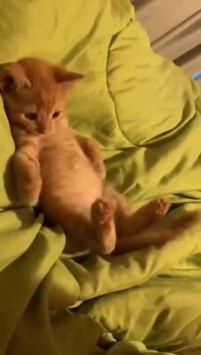 Look at the cute curious kitty.