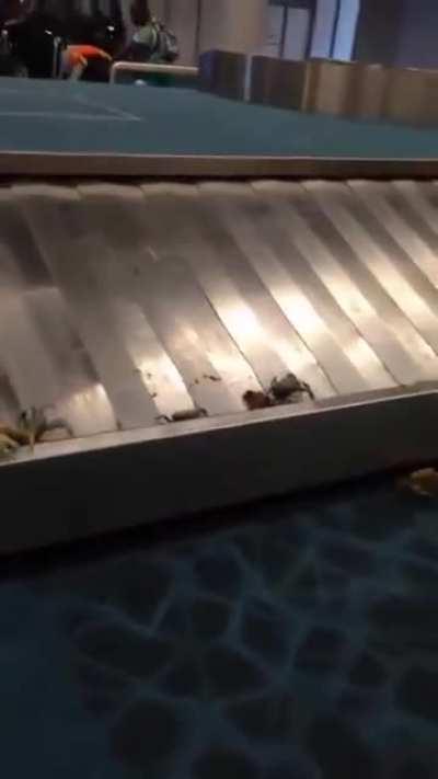 Some of our brave brethren are leading an attack on an airport, wish them good luck