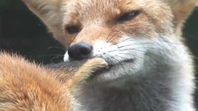 Eat fox ear