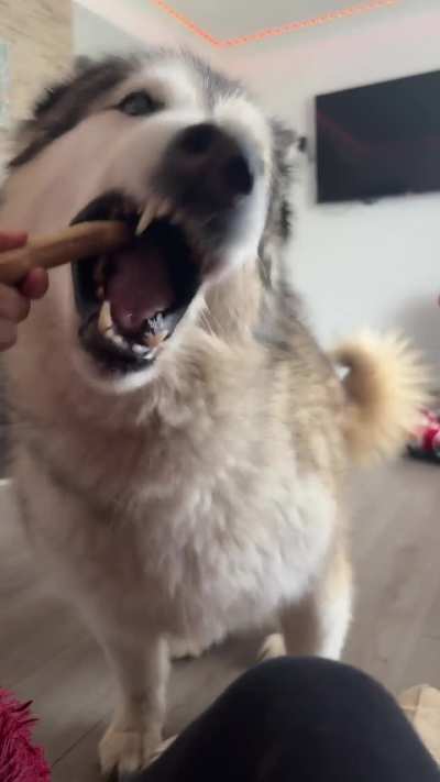 Husky so vocal