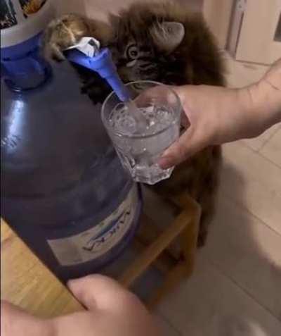 My cat is smart. He's trying to make amends by helping me get water