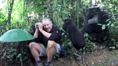 Man has to stay calm while Silverback Gorilla and it’s children are curiously inspecting him