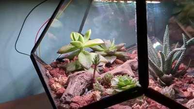 I made a terrarium with an Arduino-powered artificial sun
