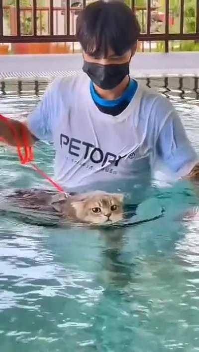 Cat swimming lesson