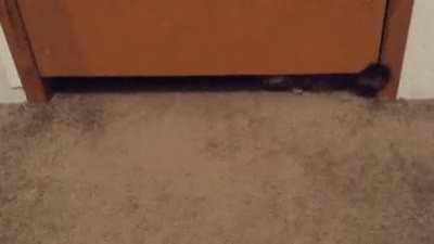 I truly believe there should be 5 states of matter: liquid, solid, gas, plasma and cat