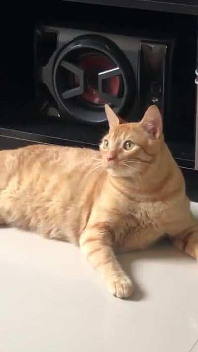 Blep reaction at the sound of tape