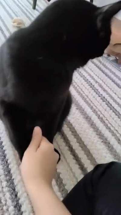 Ser Pounce has a very firm handshake, I think he'll impress employers 🤝