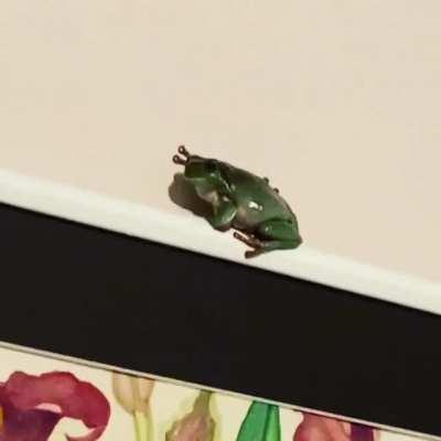 Get a frog they said, it’ll be fun they said